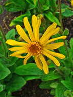 Image of mountain arnica