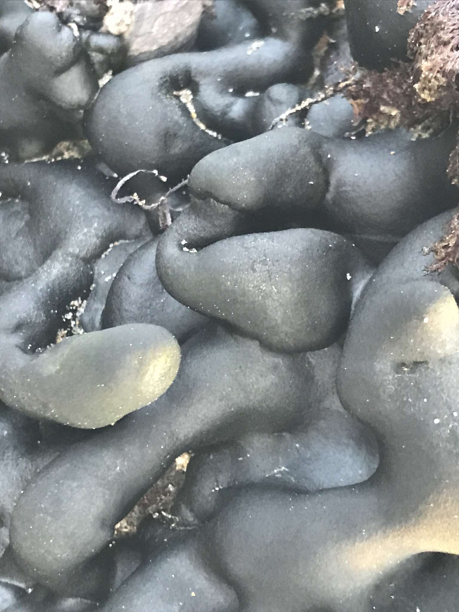 Image of Codium setchellii