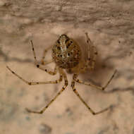 صورة Platnickina nigropunctata (Lucas 1846)