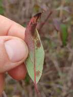 Plancia ëd Cornus asperifolia Michx.