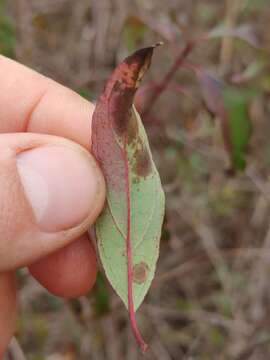 Imagem de Cornus asperifolia Michx.