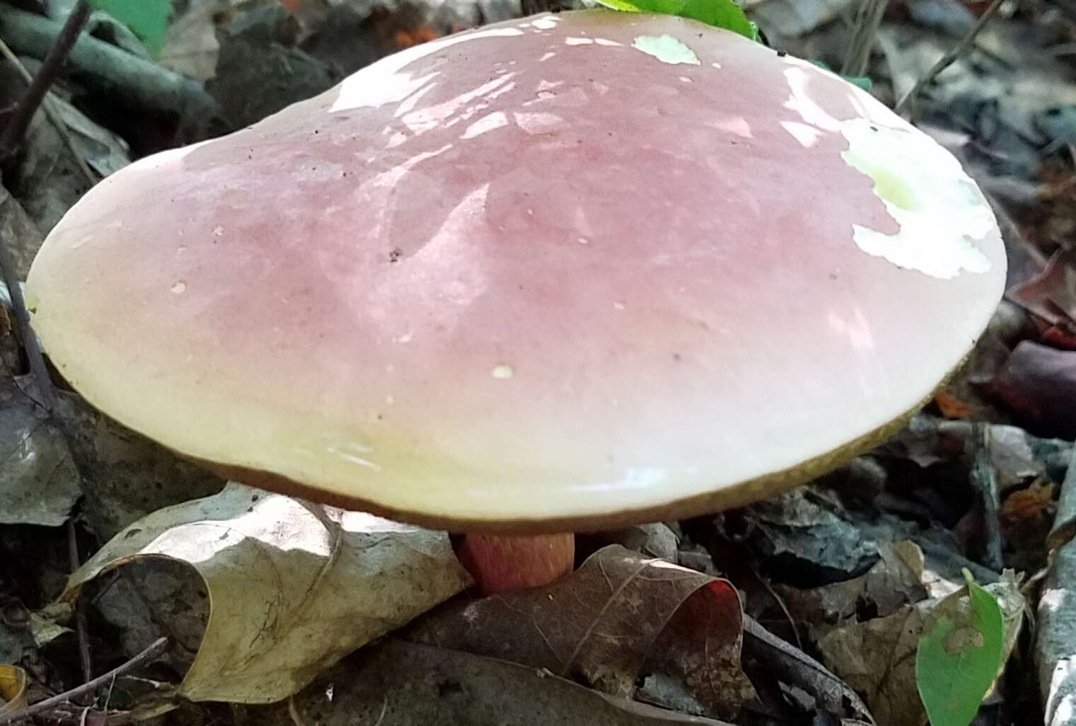 Sivun Boletus carminiporus Bessette, Both & Dunaway 1998 kuva