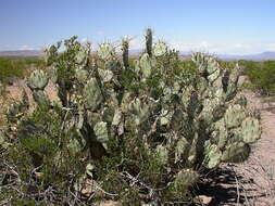 Image of pricklypear