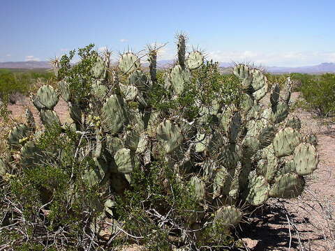 Image of pricklypear