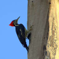 Image of Lineated Woodpecker