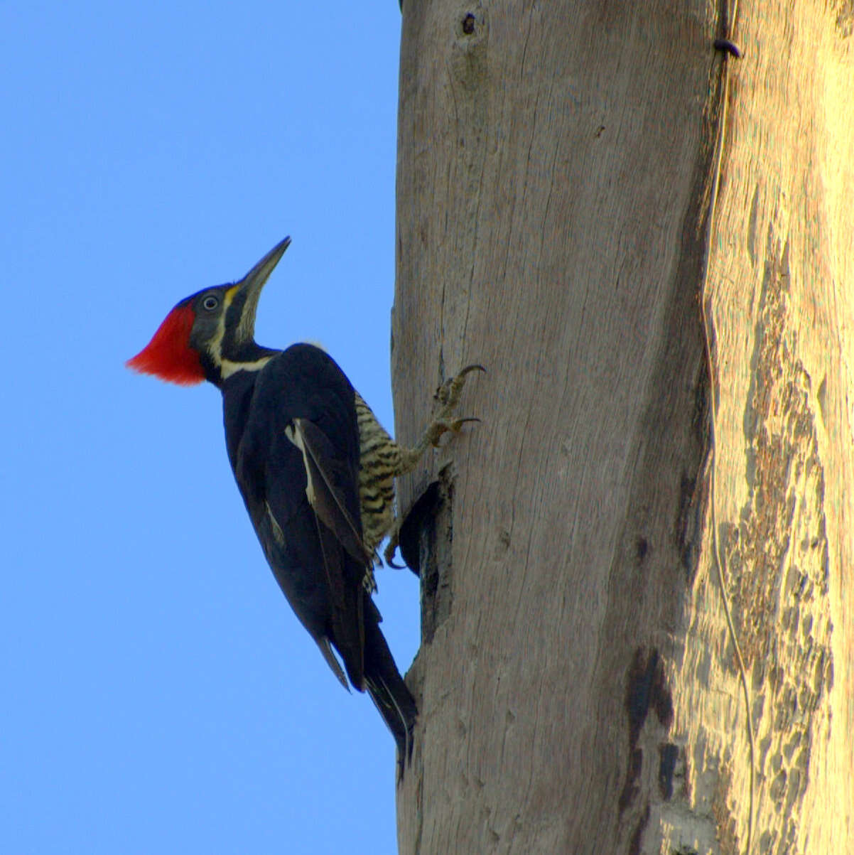 Image of Lineated Woodpecker