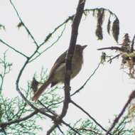 Image of Fulvous-breasted Flatbill