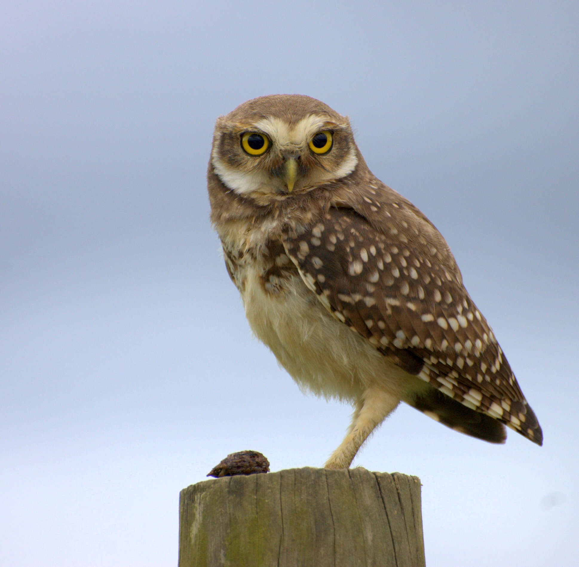 Image of Burrowing Owl