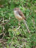 Image of Pale Prinia