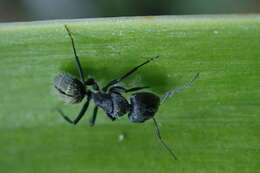 Image of Camponotus amphidus Santschi 1926