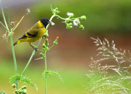 Image of Hooded Siskin