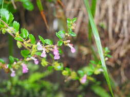 Image of Teucrium lucidum L.