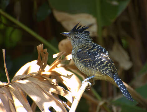 Image of Barred Antshrike