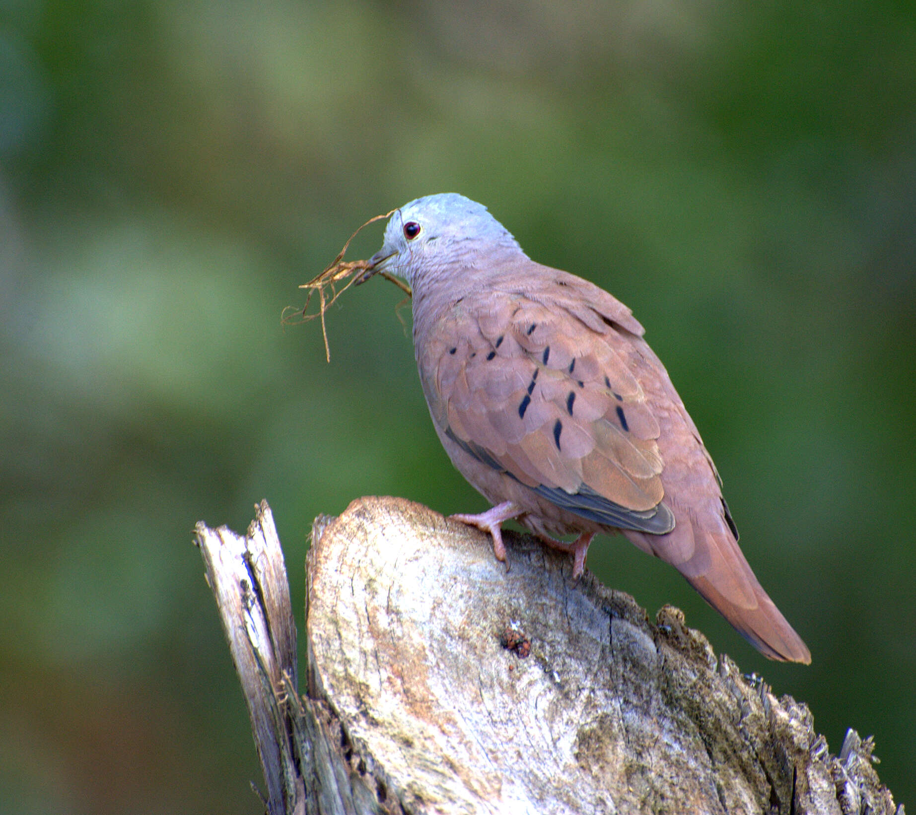 Image of Ruddy Ground Dove