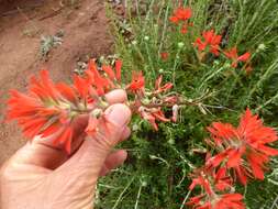 Image of coast Indian paintbrush