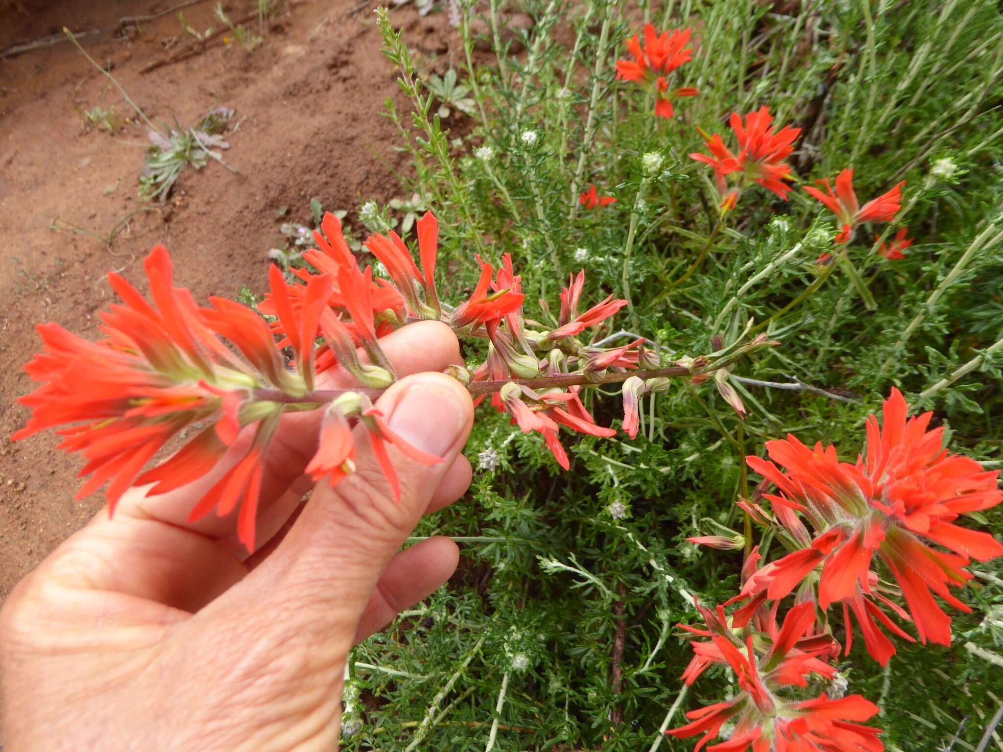 Image of coast Indian paintbrush