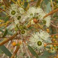 Image of Coastal White Mallee