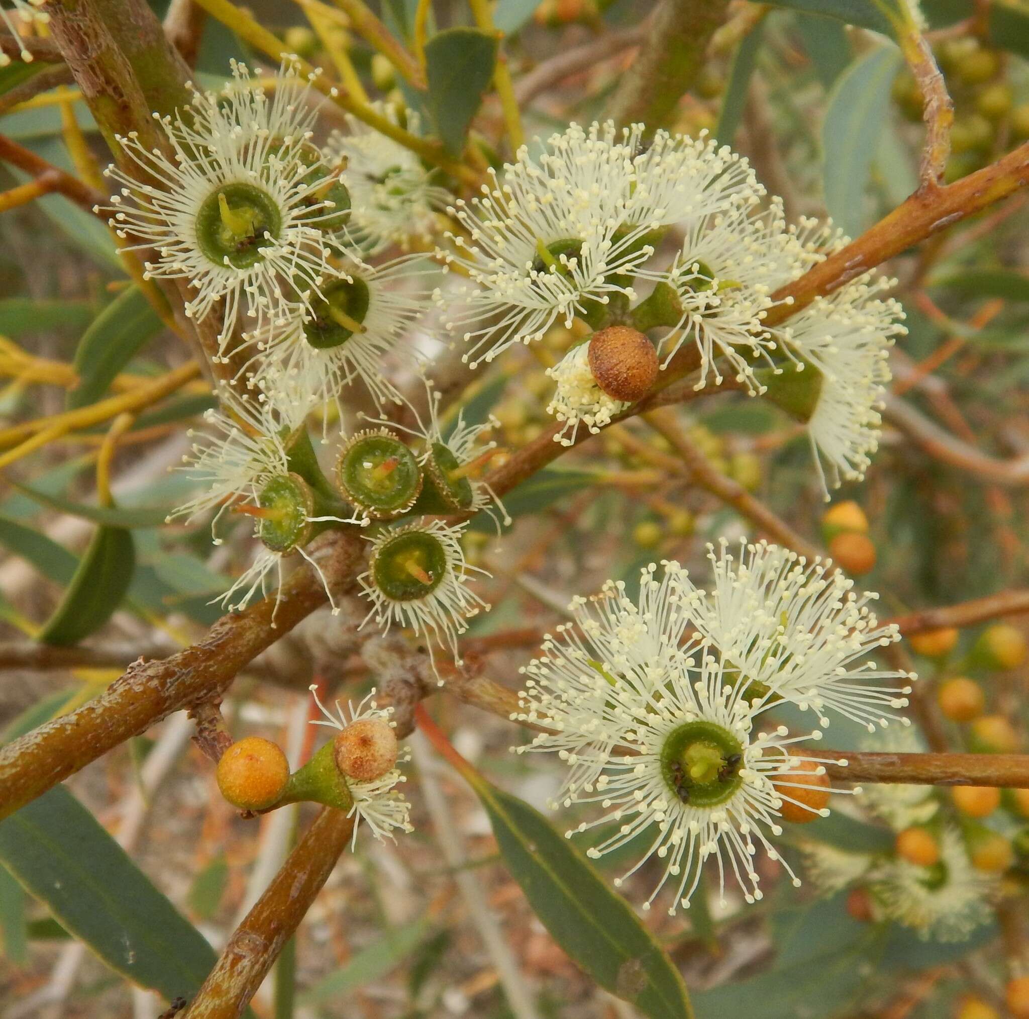 Image of Coastal White Mallee