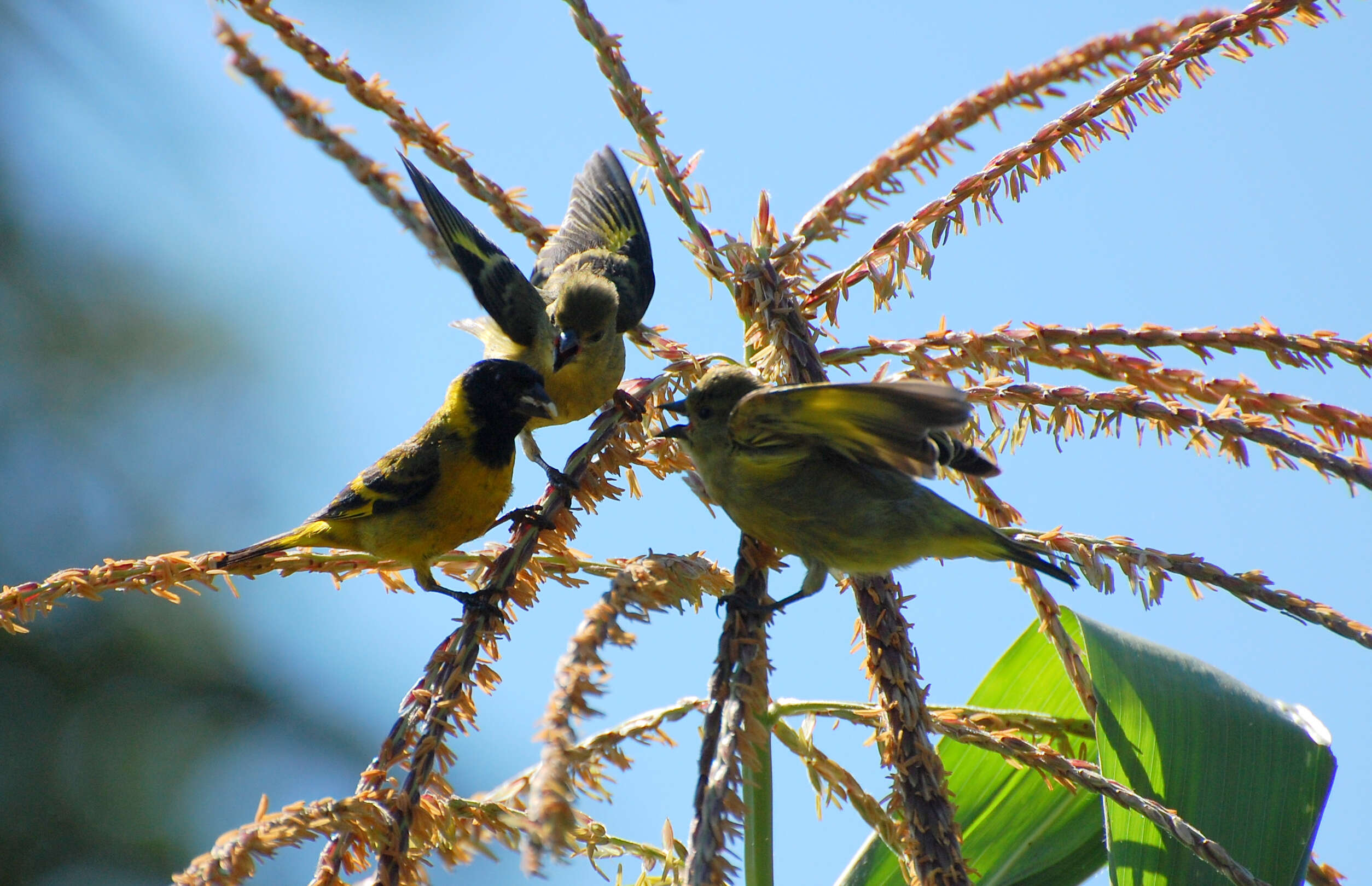 Image of Hooded Siskin