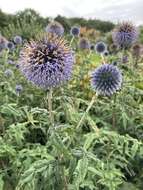 Image of Echinops bannaticus Rochel ex Schrad.