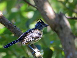 Image of Barred Antshrike