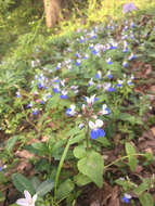 Image of spring blue eyed Mary