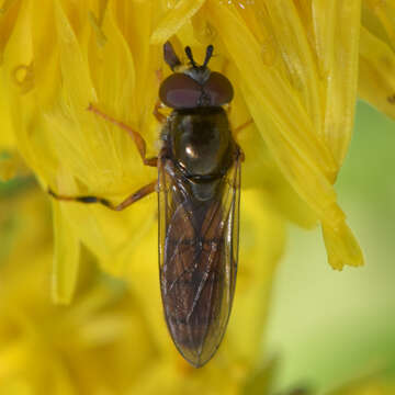 Image of Platycheirus quadratus (Say 1823)