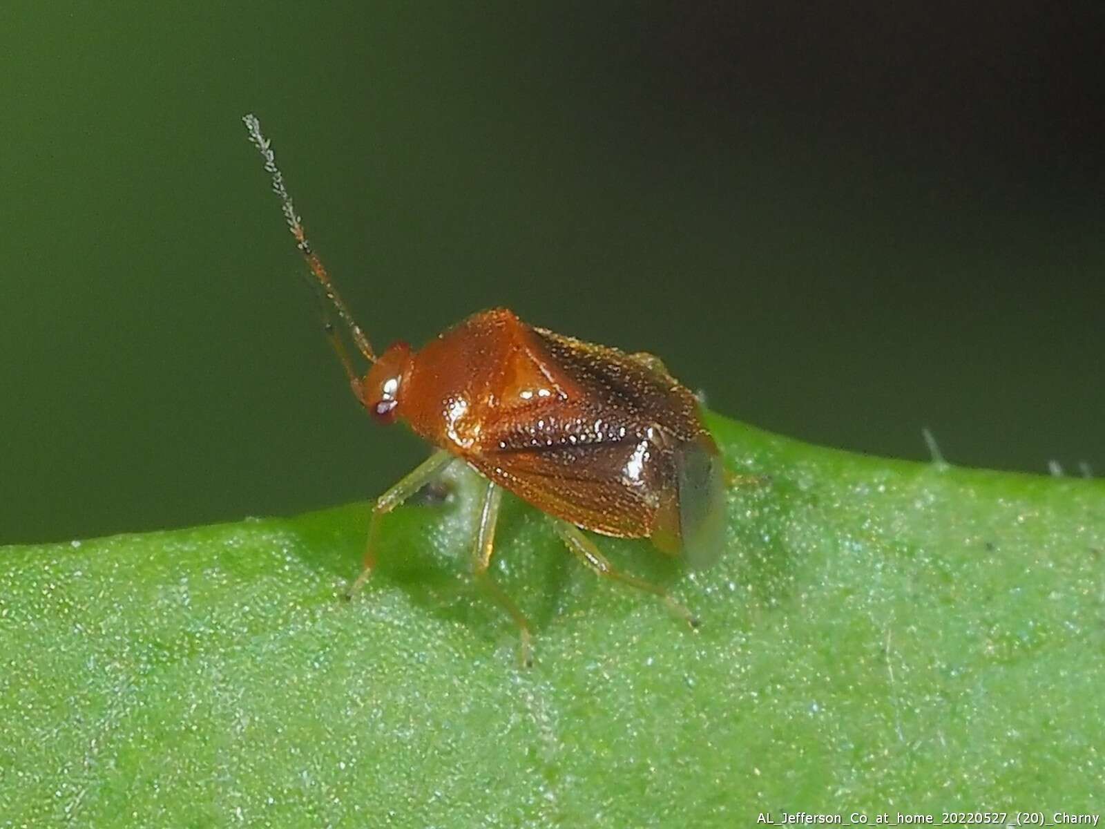 Image of Monalocoris americanus Wagner & Slater 1952