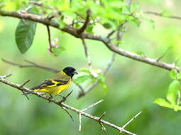 Image of Hooded Siskin