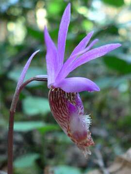 Image of calypso orchid