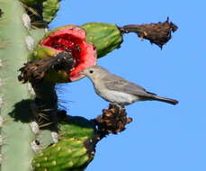 Leiothlypis luciae (Cooper & JG 1861) resmi