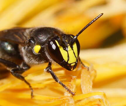 Imagem de Hylaeus alcyoneus (Erichson 1842)