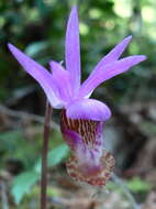 Image of calypso orchid