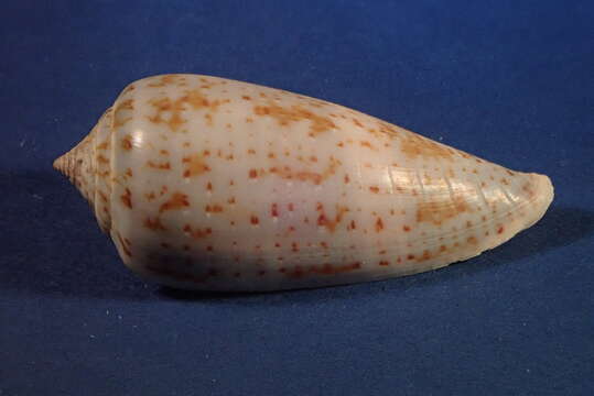 صورة Conus cinereus Hwass ex Bruguière 1792