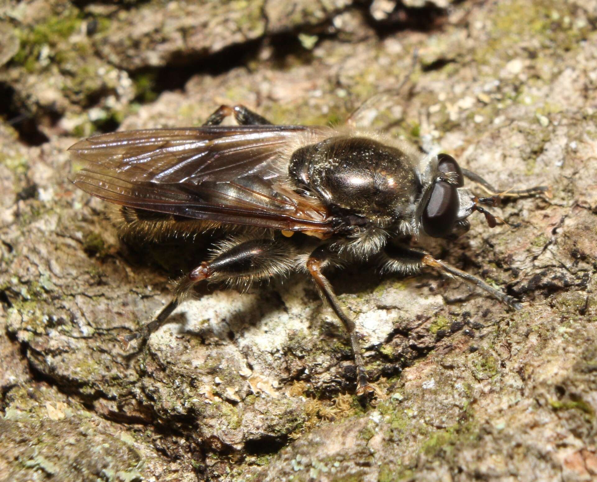 Image of Brachypalpus oarus (Walker 1849)