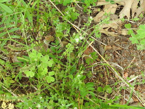 Image of Thyme-leaved Sandwort