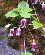 Image of Clematis japonica Thunb.