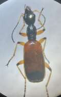 Image of Odacantha