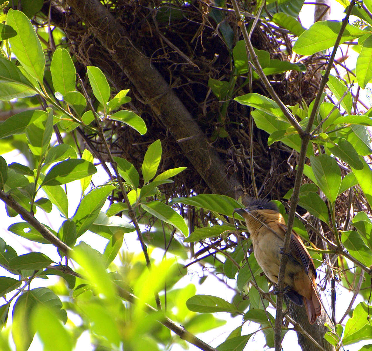 Image of Crested Becard