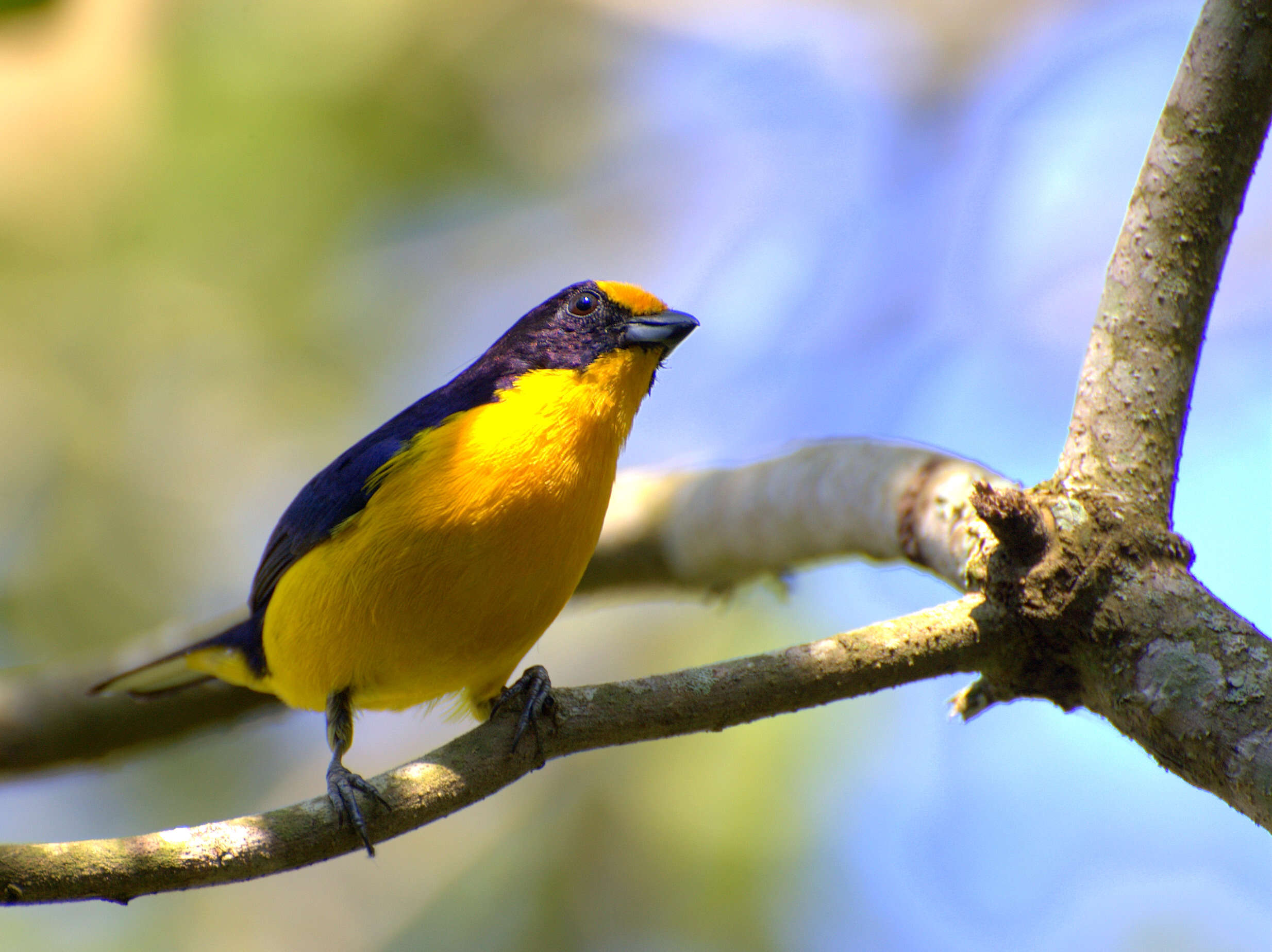 Euphonia violacea (Linnaeus 1758)的圖片