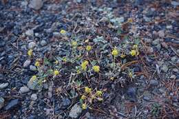 Image of sulphur-flower buckwheat