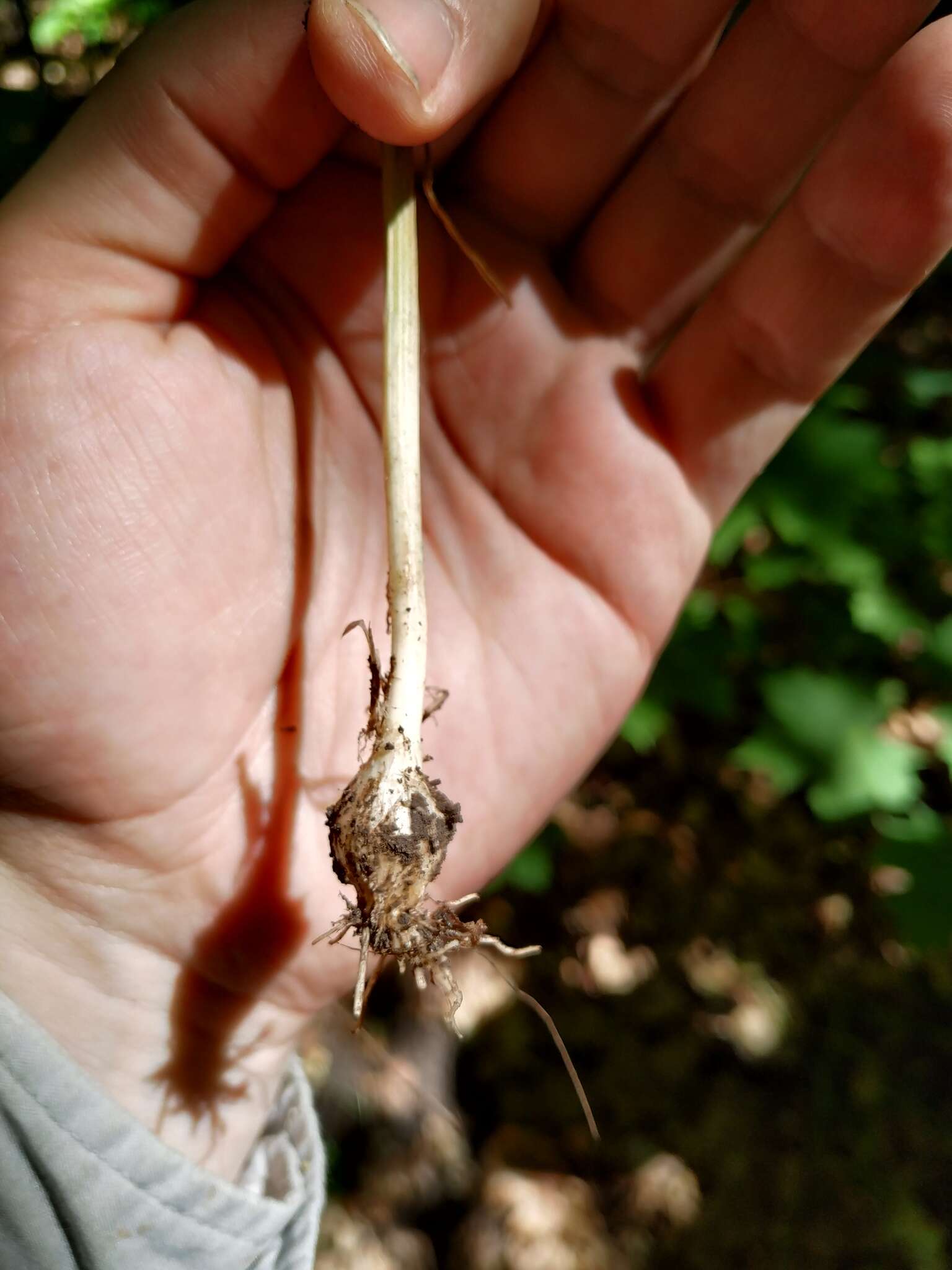 Image de Ail des jardins