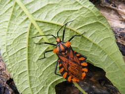 Image of Spartocera pantomima (Distant 1881)