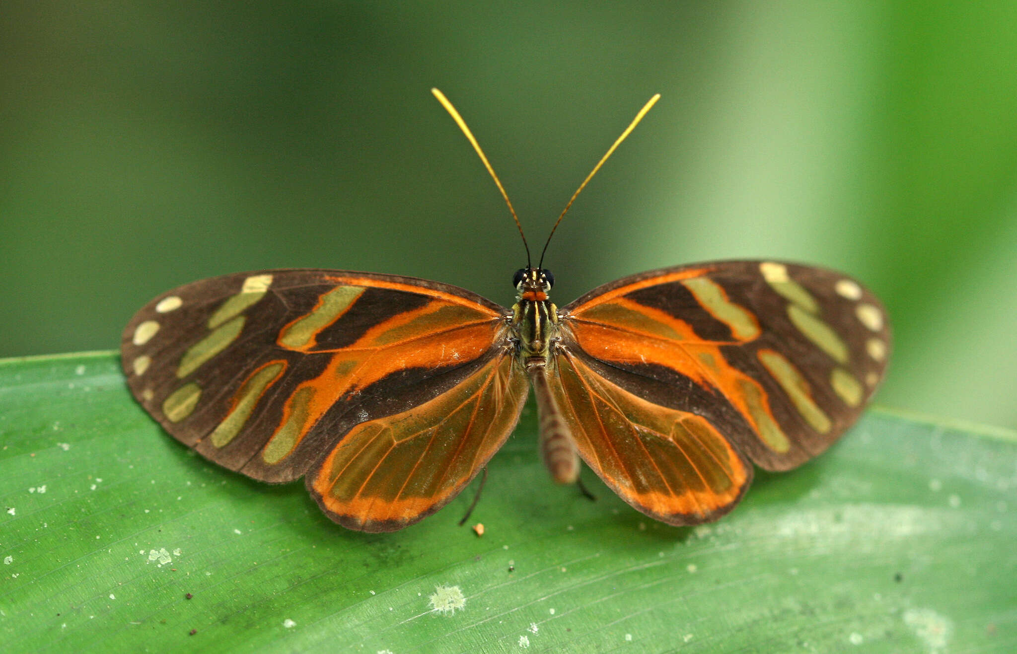 Image of Ithomia heraldica Bates 1866