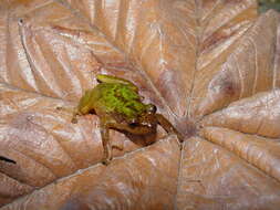 Image of Chiriboga robber frog