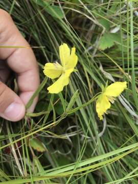 Image of fourflower yellow loosestrife