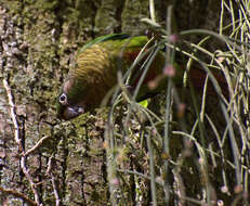 Image of Maroon-bellied Parakeet