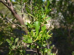 Image of wedge-leaf hopbush