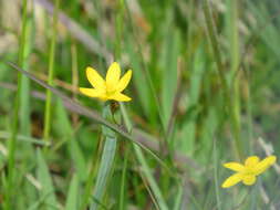 Image of golden blue-eyed grass