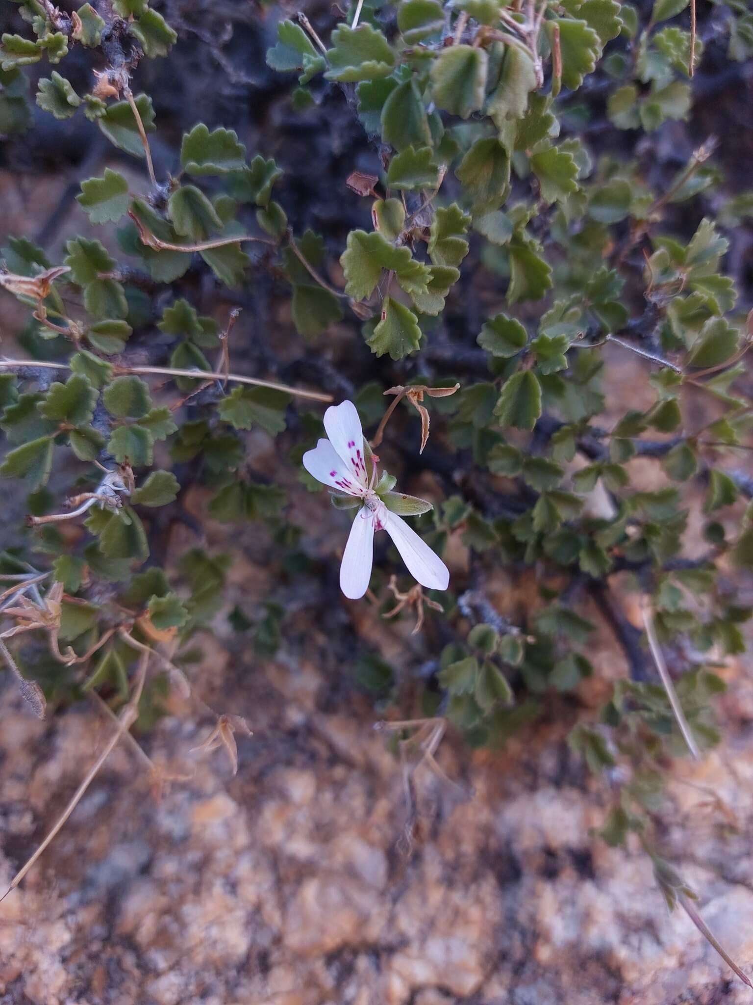 Imagem de Pelargonium xerophyton Schltr. ex Knuth